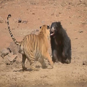 613K views · 1.6K reactions | Lion and bear fight, who will win? #Animal | Happy | Facebook