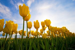 Turning Energy Plants Produce Into Usable Electricity