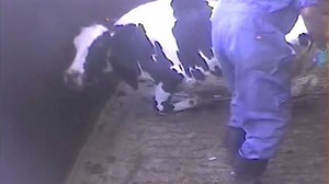 Advocacy group: Cattle tortured in video