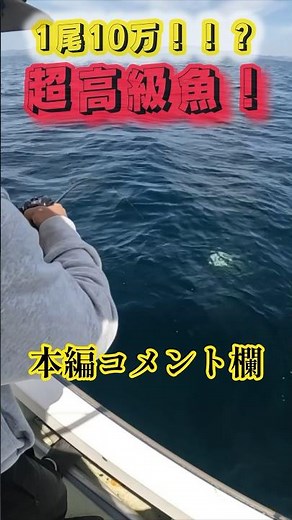 21【幻の超高級魚！！鯛ラバで釣れました！！】でかサイズ連発！！〜in瀬戸内海・山口県上関〜#釣り #タイラバ #fishing