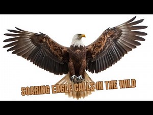 Soaring Eagle Calls in the Wild I Relaxing Bird Sound. #BirdSounds #NatureForKids