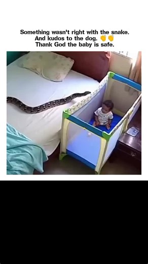 Zahan on Instagram: "The post features a 15-second video depicting a dog dragging a large python away from a baby's crib in a bedroom, with the caption praising the dog's heroism while questioning the snake's unnatural movements, and quoting an earlier post about a cat repelling a snake from a sleeping person. - Community replies overwhelmingly label the video as AI-generated, pointing to inconsistencies like the snake abruptly vanishing from the dog's mouth and overly dramatic staging, turning 