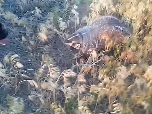 75K views · 328 reactions | Dog vs Badger#wildanimals #animal #animalworld ##Dog # Badger | Animal World | Facebook