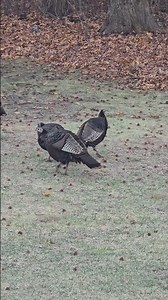 Wild Turkeys visit the backyard again this morning 🦃