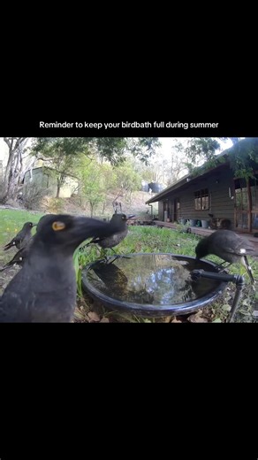 Importance of Keeping Birdbaths Full in Summer