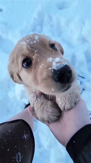 cute dog #shorts #dog #cute #pets