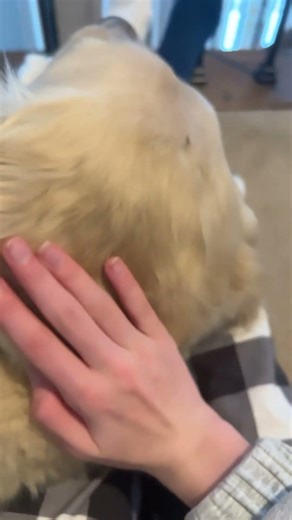 My cooper #goldenretriever