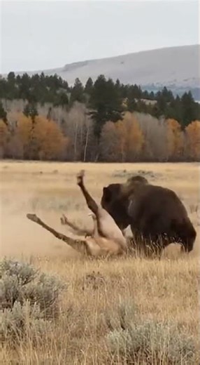 BRUTAL RUMBLE! 🤯 Massive Grizzly Bear Slams Elk in a Shocking Takedown