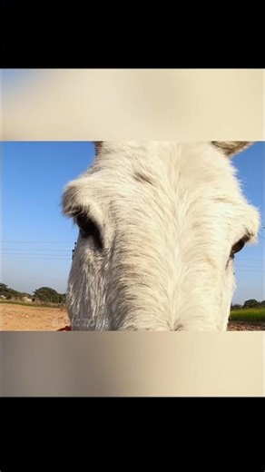 Donkey vs Human: Who’s Smarter?