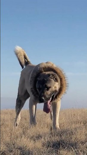 Dogs That Define Territory | Kangal, Alabai, Caucasian Shepherd, and Tibetan Mastiff