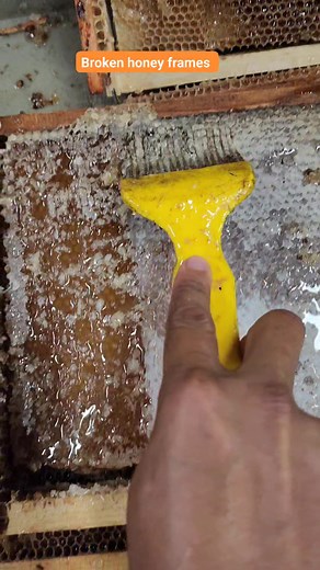 Honey 🍯 #beekeeping | King Bee PH