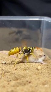 Mouse & Wasp – Curious AI Moment 🐭🐝 A tiny mouse curiously observes a wasp. Innocent curiosity, playful movements, and AI-generated creativity make it fun and adorable. ⚠️ AI generated simulation for educational and creative purposes. No real animals were harmed. #MouseWasp #AnimalCuriosity #AIAnimals #CreativeReels #ViralReels | Insect Planet