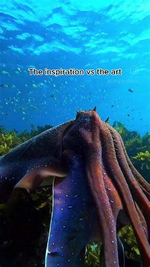 Despite knowing we have Cuttlefish in Australian waters and seeing cuttlebones washed up along beaches my whole life, I had never actually witnessed the beauty of this majestic creature underwater until covid, when my sharehouse disbanded and I unknowingly moved next door to a safe haven for Australian Giant Cuttlefish. As winter rolled around, I was lucky enough to witness Australian Giant Cuttlefish in the wild, gliding through the water, changing colour and texture like underwater aliens. The