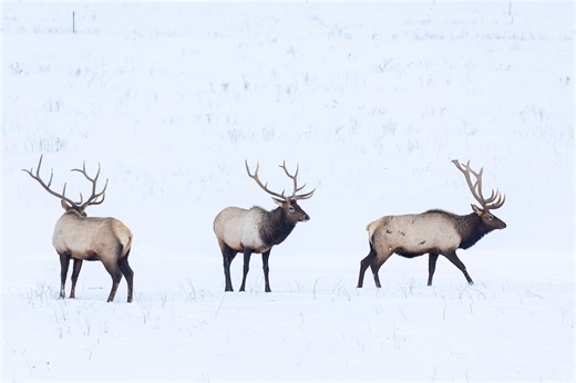 This Michigan town has made it easier than ever to watch its massive 800-pound elk