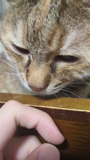 猫の日常1537
