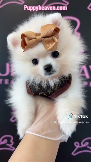 Instant mood booster 🐶 | PuppyHeaven.com
