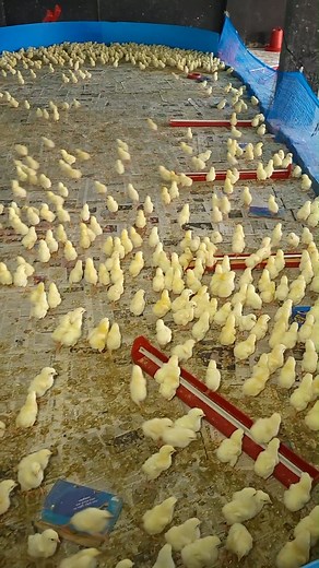 2M views · 10K reactions | Chicken 2 days work | Farming Life 2 | Facebook