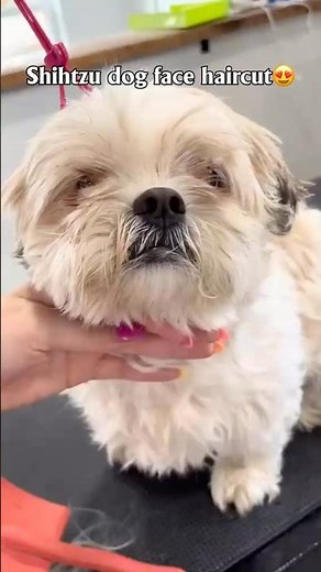 Shih Tzu dog hair🐶 #dog #shihtzu #dog #haircut #tutorial