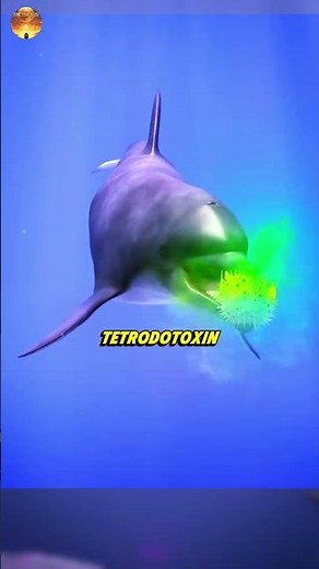 Dolphins Use Pufferfish to Get High 😵🐬💨