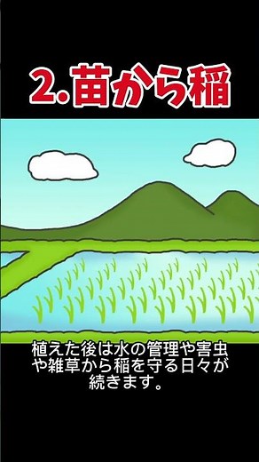 大変..。お米ができるまでの3工程。#お米 #できるまで#作り方 #ゆうきちランキング #雑学 #shorts