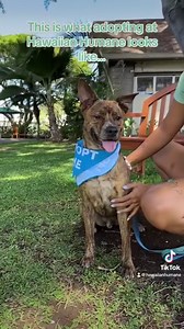 This is what adopting with Hawaiian Humane looks like 🐾 Our existing Mō’ili’ili Campus AND our brand new Kosasa Family Campus at Ho’opili are both providing adoption services! Check below for our new hours of operation ⬇️ 🐾Mō’ili’ili Campus 2700 Waialae Avenue, Honolulu HI Tuesday - Sunday 11am - 6pm 🐾Kosasa Family Campus at Ho’opili 91-1945 Fort Weaver Road, ’Ewa Beach HI Wednesday - Sunday 11am - 7pm #HawaiianHumane | Hawaiian Humane Society