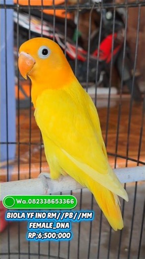 BIOLA YELLOW FACE INO RM//PB//MM