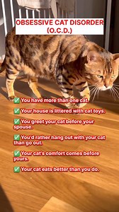 Do you have obsessive cat disorder? 🐈 . . . . . #cats #catsofinstagram #catscatscats #instacat #catgram #pets #petsofinstagram #petsofig #ragdollcat # #petsagram #kittens #kittenlife #catlife #daily #happycat #fluffycragdollkittenat #blueeyes #kittensofinstagram #cutecat #catlife #catoftheday | Cat Lovers Club