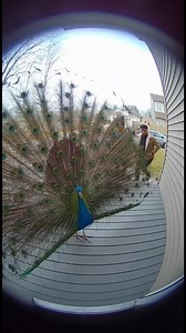 Watch as a stunning peacock suddenly struts into view, freezing everyone in awe with its vibrant feathers. Captured with a grainy doorbell cam effect and funny, echoey audio that makes this moment unforgettable! | Tiny Tale Hub