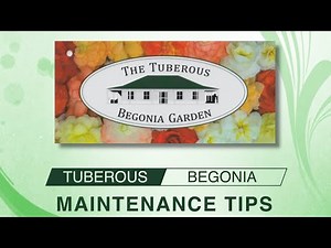 Tuberous Begonias - Maintenance Tips