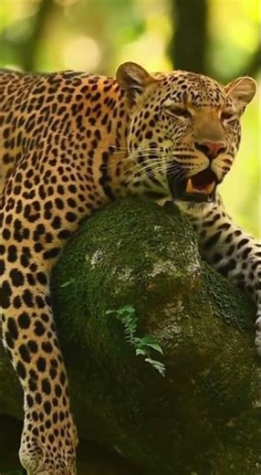 Epic Leopard Sound 🐆🌳🔊