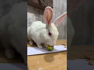 Baby Bunny Screaming 😱