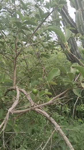 Natural African Herbs: Umviyo/Chikoka and Their Benefits