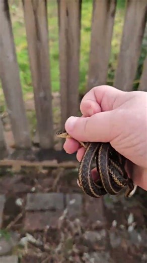 like wow #snake #gartersnake #wildlife #reptiles #pnw #nature
