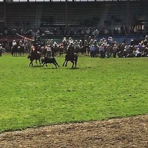 45K views · 556 reactions | Bull rider Trey Benton and saddle bronc rider Zeke Thurston try out team roping together at this year's Pendleton Round-Up — and score 7.4 in their first run. Not too shabby for two roughstock riders!  #teamroping #pendletonroundup #rodeo #cowboys Repost: Trey Benton | CowboyChannel | Facebook