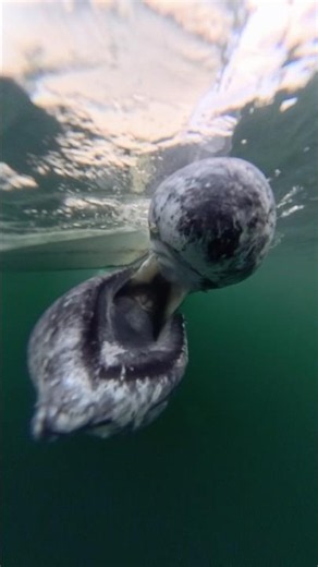 Look Inside The Mouth Of A Whale!