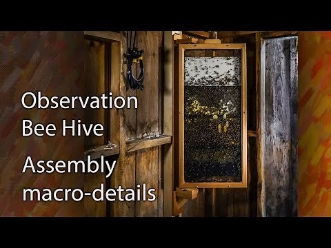 Observation Hive, Honey Bees, Step by Step Set-Up and honey bee installation, New Queen Rejected!