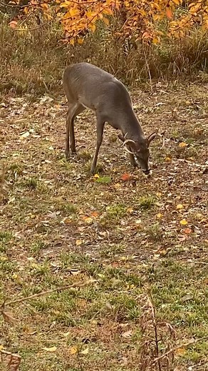 Do deer like apples? They sure do but from my experience they like pears even better as demonstrated by this young buck on my property. Yesterday Steve Shields and I filmed two very detailed videos on trees and tree planting advice for Whitetails. One of those videos was dedicated solely to apple trees and includes the specific varieties that I recommend as well as planting advice and much more. You won’t want to miss it! | Don Higgins / Higgins Outdoors