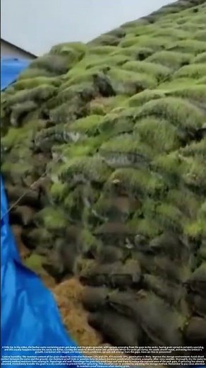 Sprouts sprouted from the gaps in the burlap sacks after they became damp.