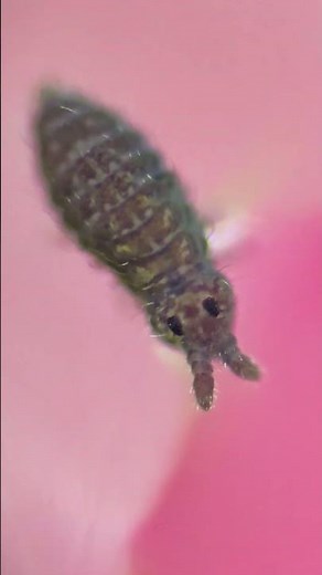 Springtail under the microscope 🔬 | #RetoShorts30