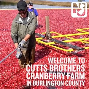 Welcome to Cutts Brothers Cranberry Farm in Burlington County–Cranberry Country, USA.🌱 Last year, New Jersey: 🚚Harvested 51.2M lbs of cranberries 🗺️Utilized 3,100 acres of land for cranberry production 📈Was the 3rd-largest cranberry producer in the U.S. https://www.state.nj.us/agriculture/news/press/2019/approved/press191028.html | State of New Jersey