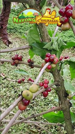 Harvesting and Processing Coffee Red Cherries at Nayong Kalikasan Coffee Farm | From Farm to Cup