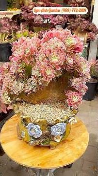 Aeonium Pink Witch crest, a beautiful pink colorful plant #aeonium #succulent #plants #garden