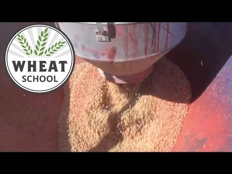 Wheat School: Best management practices to get the most out of seed treatments