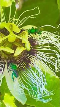 Meet the tiny pollinators that make my passion fruit grow!