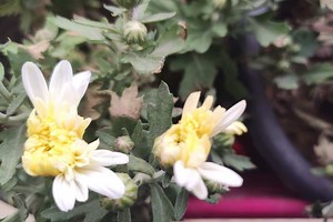 Why Daisy Flower Open And Close?