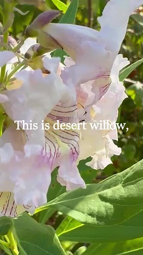 2.9K views · 77 reactions | Some uses of desert willow (Chilopsis...