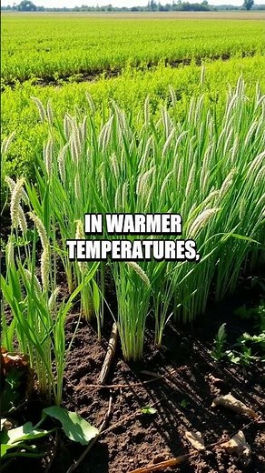 Reviving Soil Health with Buckwheat Cover Crops