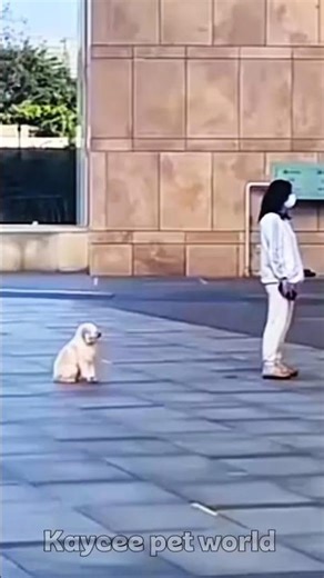 ❤️ “This Dog Showed More Patience Than Most People 😱”