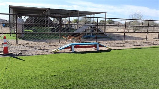 320K views · 9.3K reactions | Momma Bailey was ready for puppy...