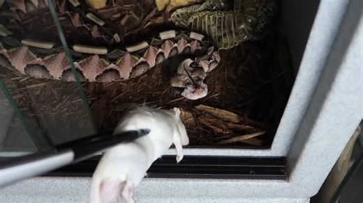 Feeding hungry venomous snakes